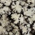 川芎四川川芎阴干片1000g起批关书药业