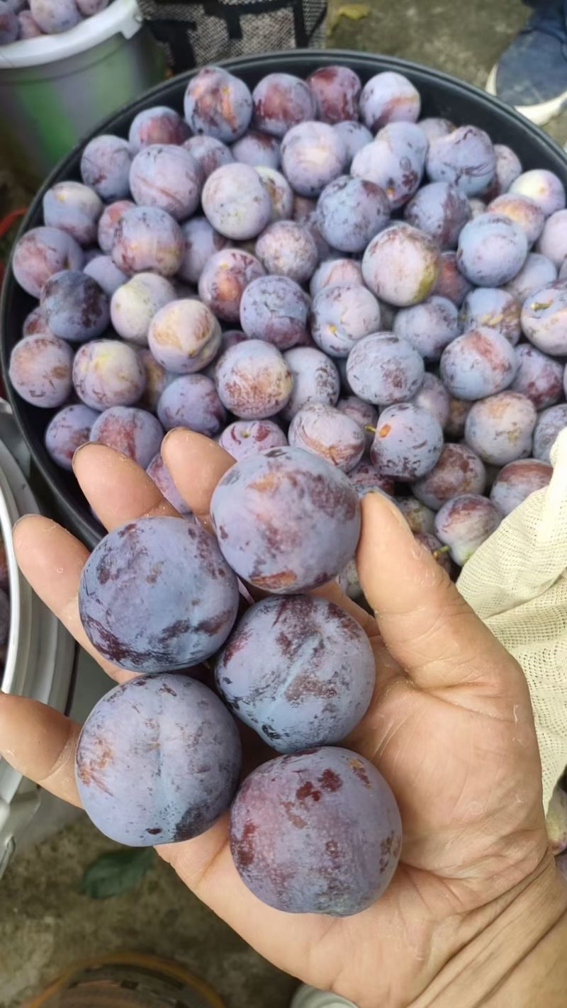 四脱骨李，口感纯甜，脆。