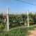 夏黑葡萄玫瑰香葡萄