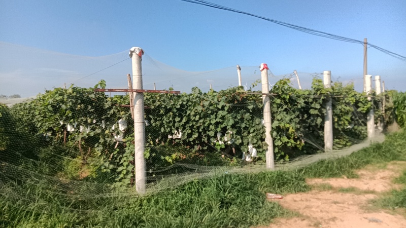 夏黑葡萄玫瑰香葡萄