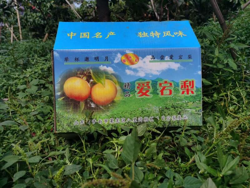 预售精品爱宕梨