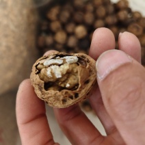 大山的核桃
