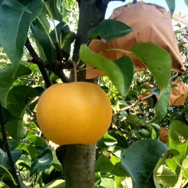 酥脆无渣秋月梨上市，可电联（套袋），表皮干净，承信