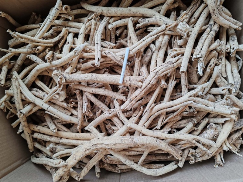 俄罗斯白鲜皮
