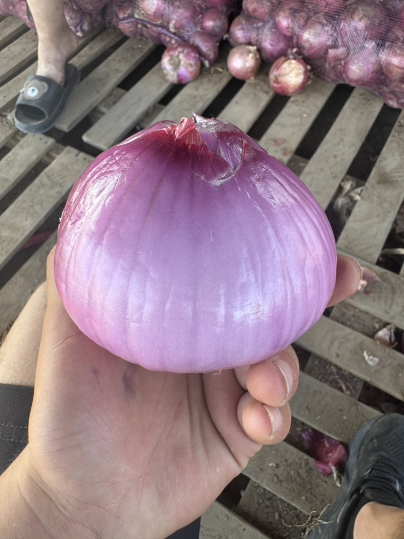 吉林紫圆葱，产地直发，现货，量大优惠，保质保量