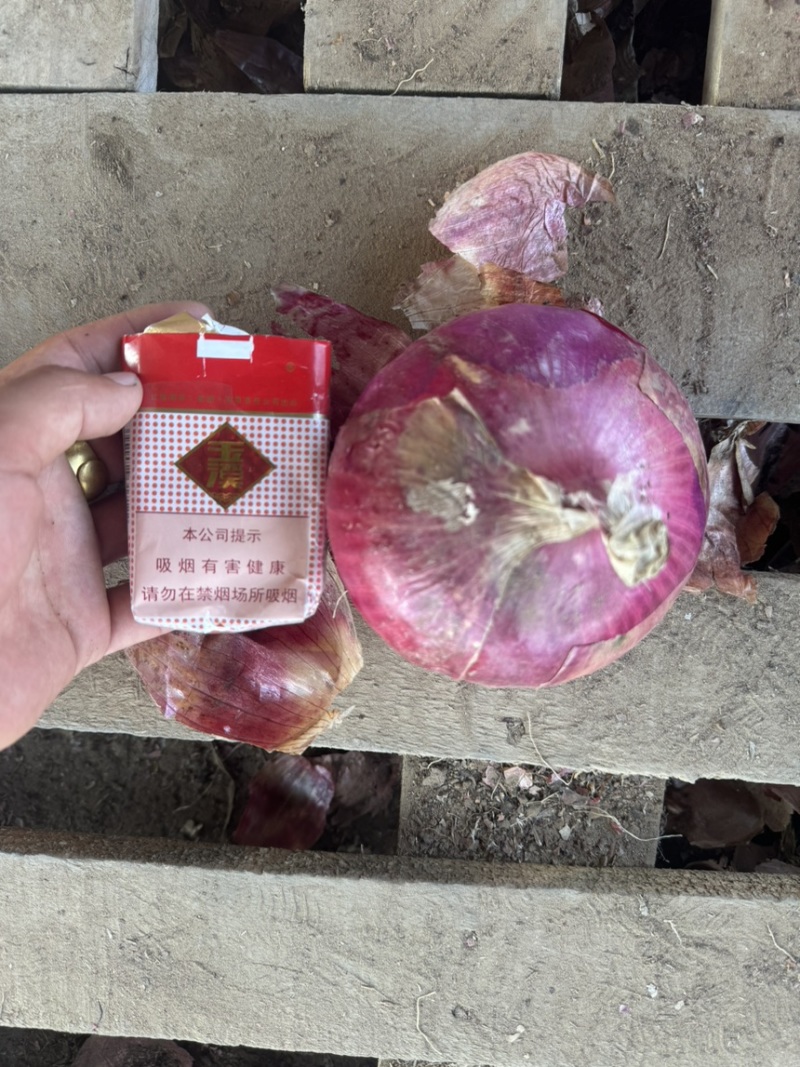 吉林紫圆葱，产地直发，现货，量大优惠，保质保量