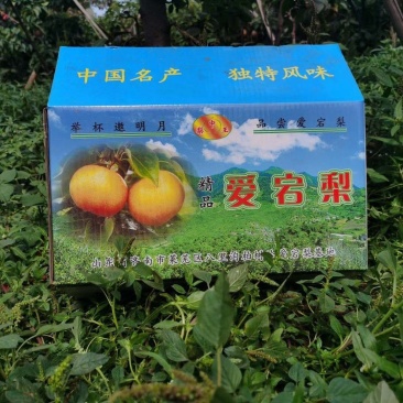 预售精品爱宕梨