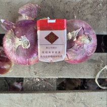 吉林紫圆葱，产地直发，现货，量大优惠，保质保量
