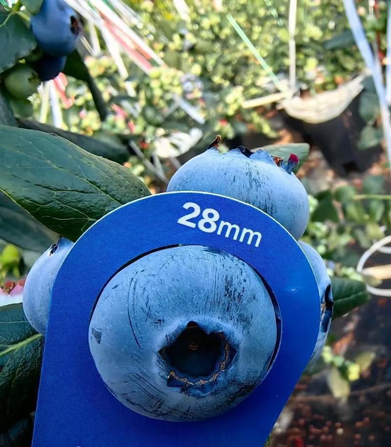 优质蓝莓L25H5F6优瑞卡品质保证