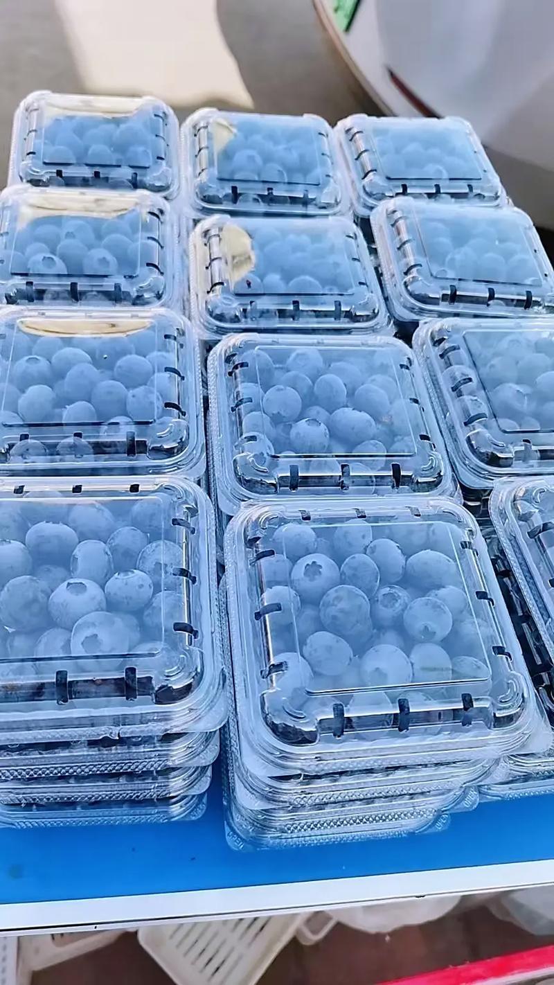 优质蓝莓L25H5F6优瑞卡品质保证