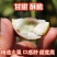 山东精选冬枣一件代发品质保证对接市场商超社区团购