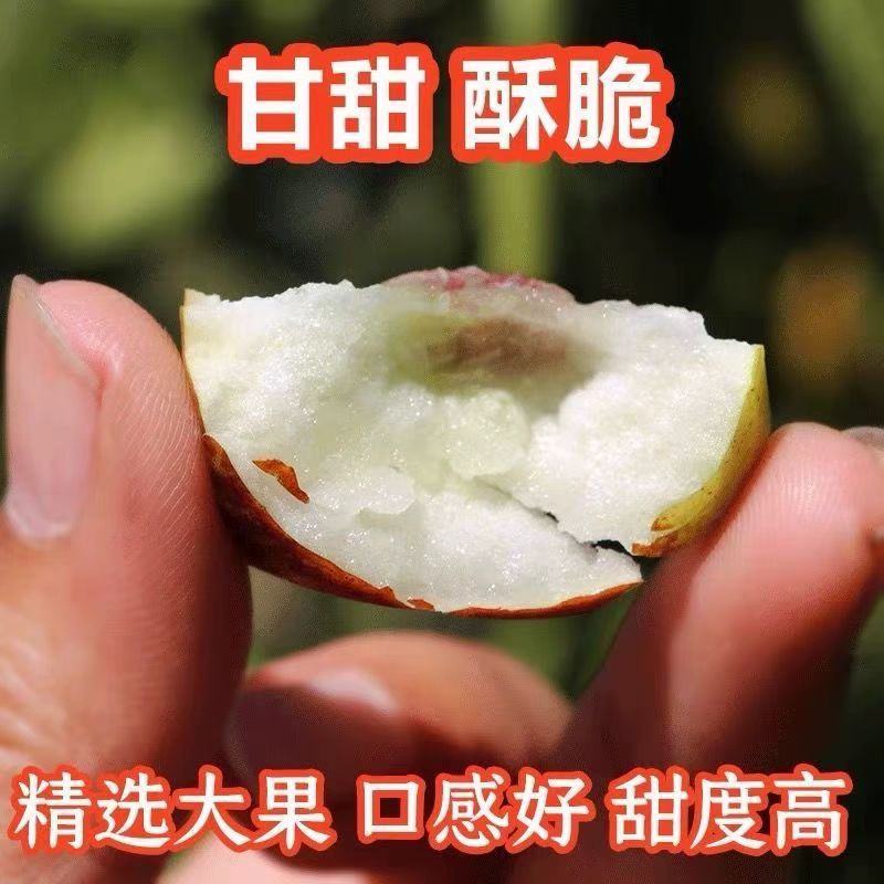 山东精选冬枣一件代发品质保证对接市场商超社区团购