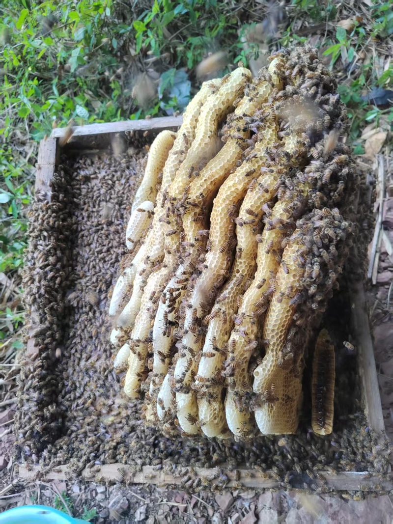 正宗土蜂蜜，雅安要的可以联系我微信***********
