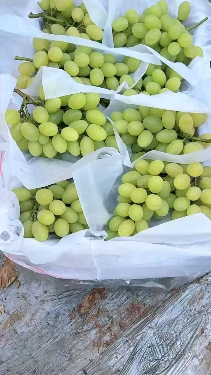 优质维多利亚葡萄品质保证，价格合理