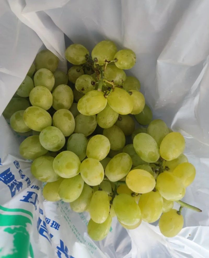 优质维多利亚葡萄品质保证，价格合理