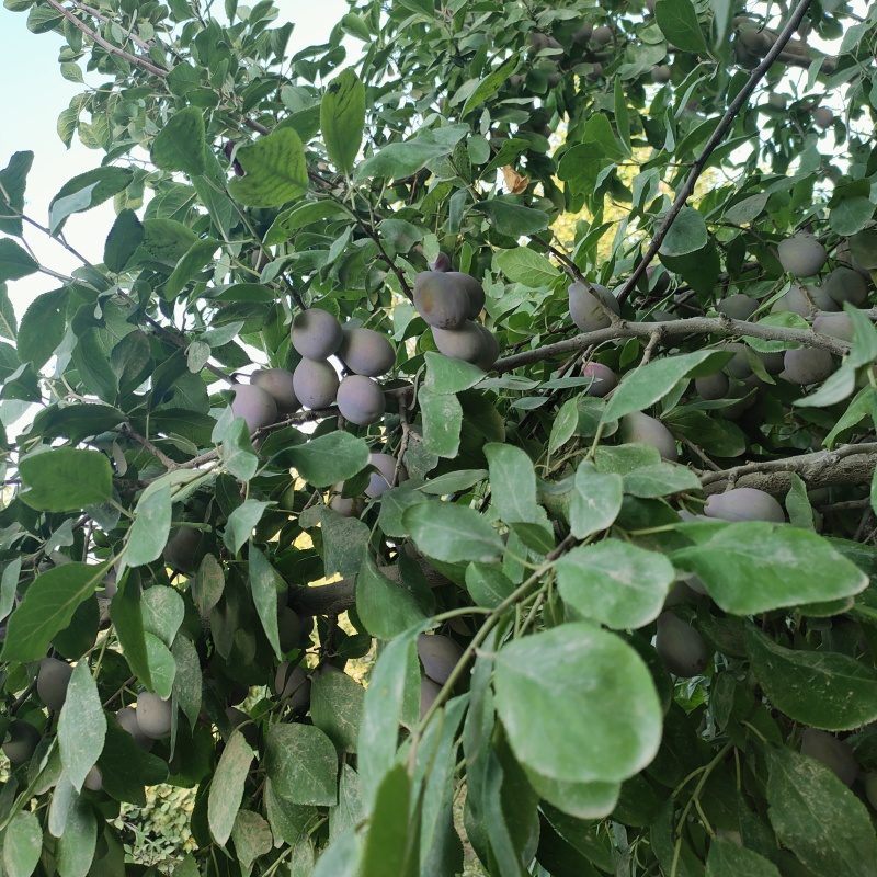 新疆西梅
