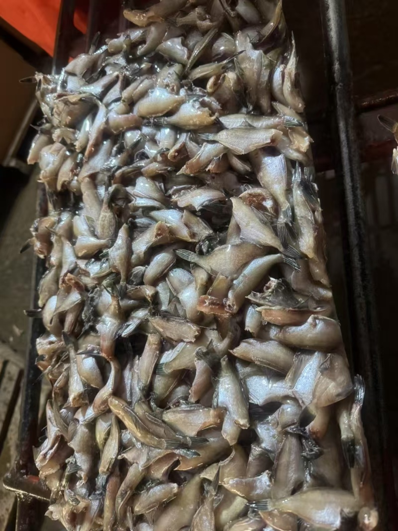 耗子鱼