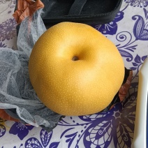 江苏徐州元黄梨丰水梨，产地供货，量大价格从优，欢迎来电