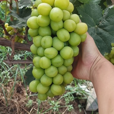 阳光玫瑰