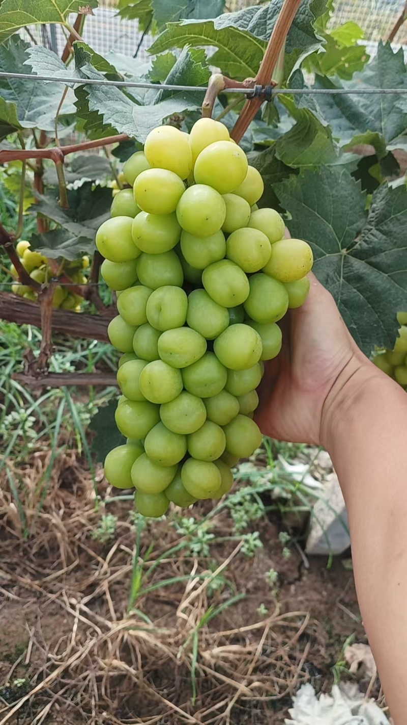 阳光玫瑰