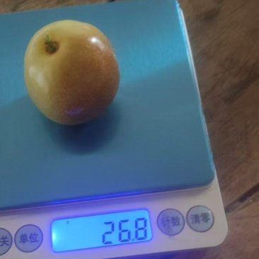 大蜜罐