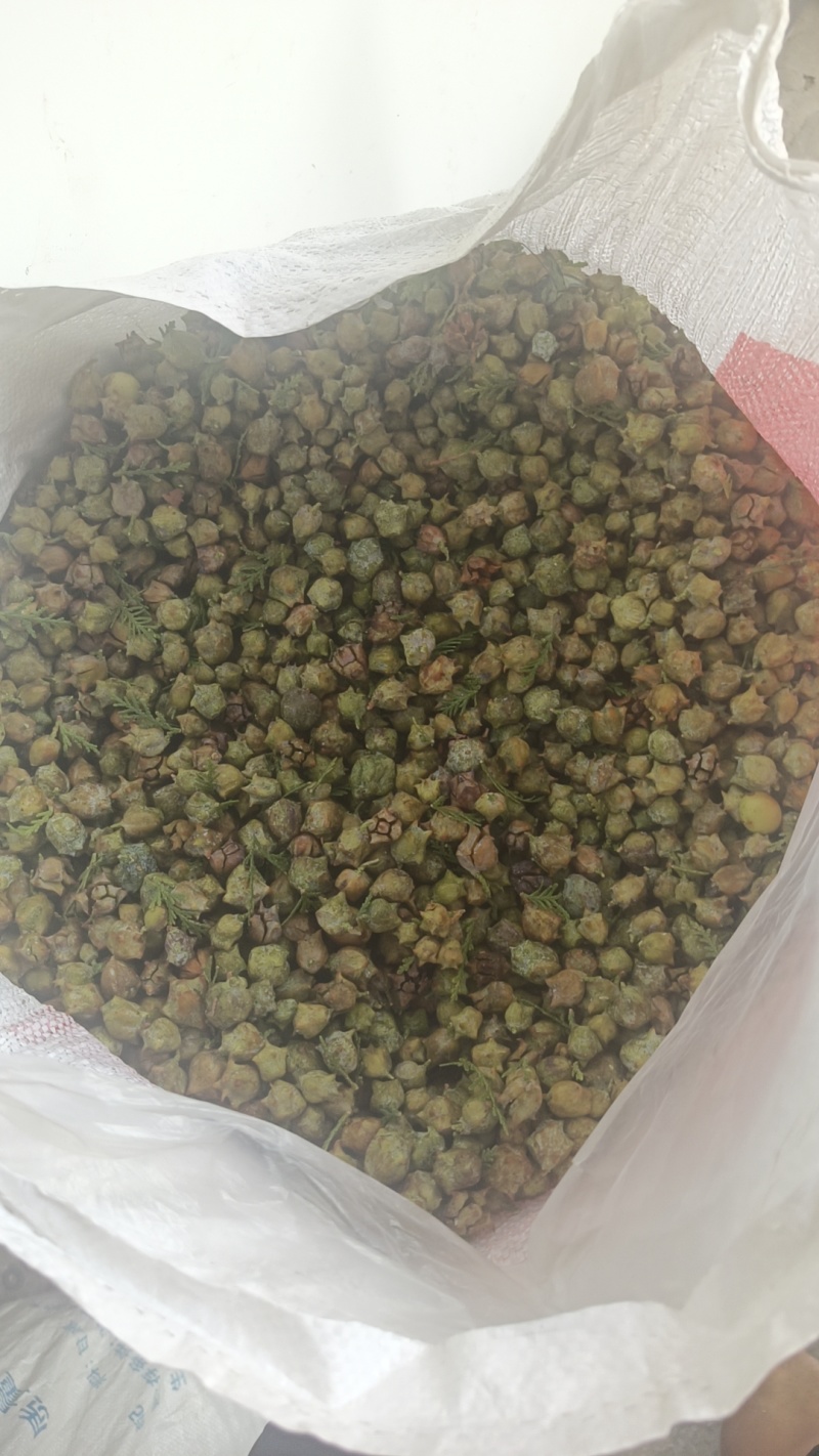 优质柏树果出货