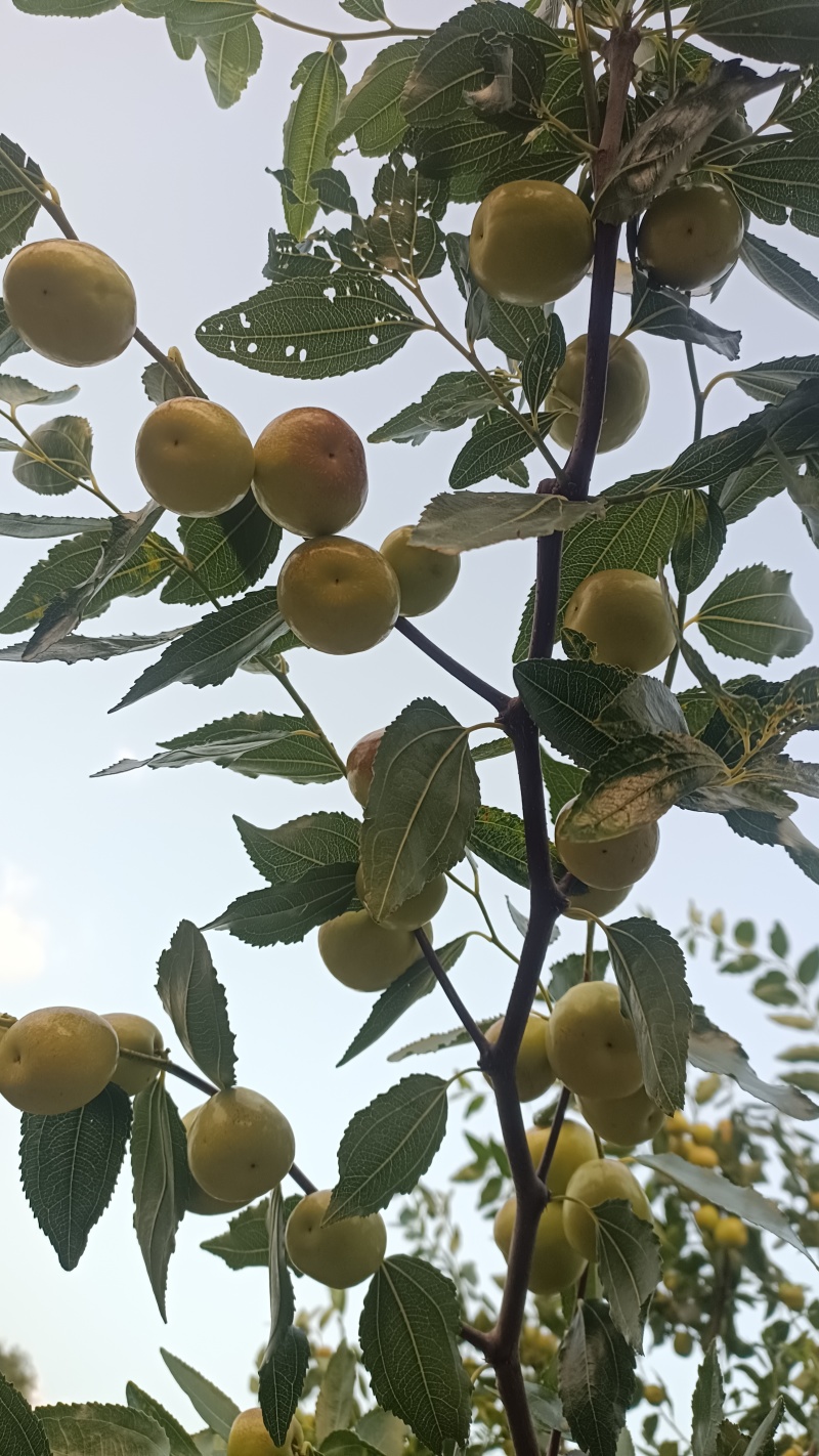 大蜜罐