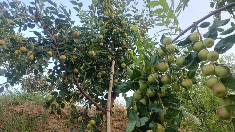 大蜜罐