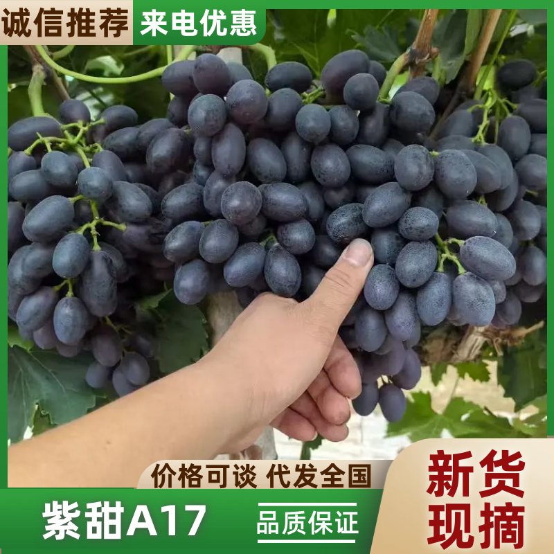 河北省紫甜A17大量上市口感特甜质优价廉服务周到