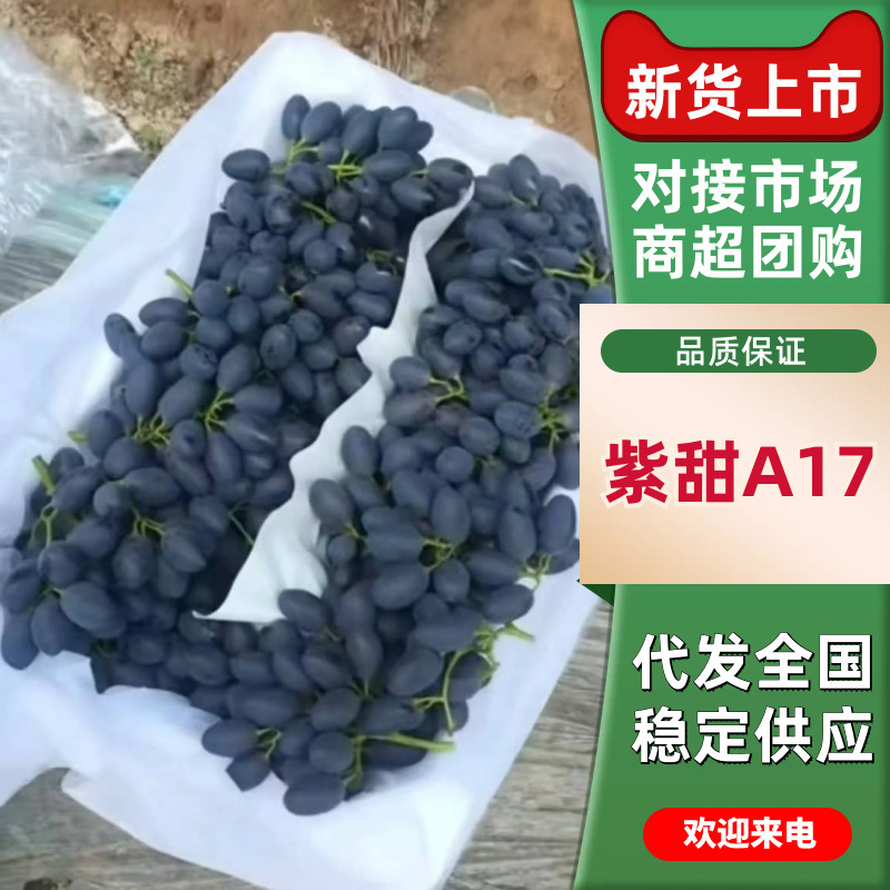 河北省紫甜A17大量上市口感特甜质优价廉服务周到