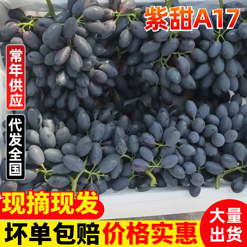 河北省紫甜A17大量上市口感特甜质优价廉服务周到