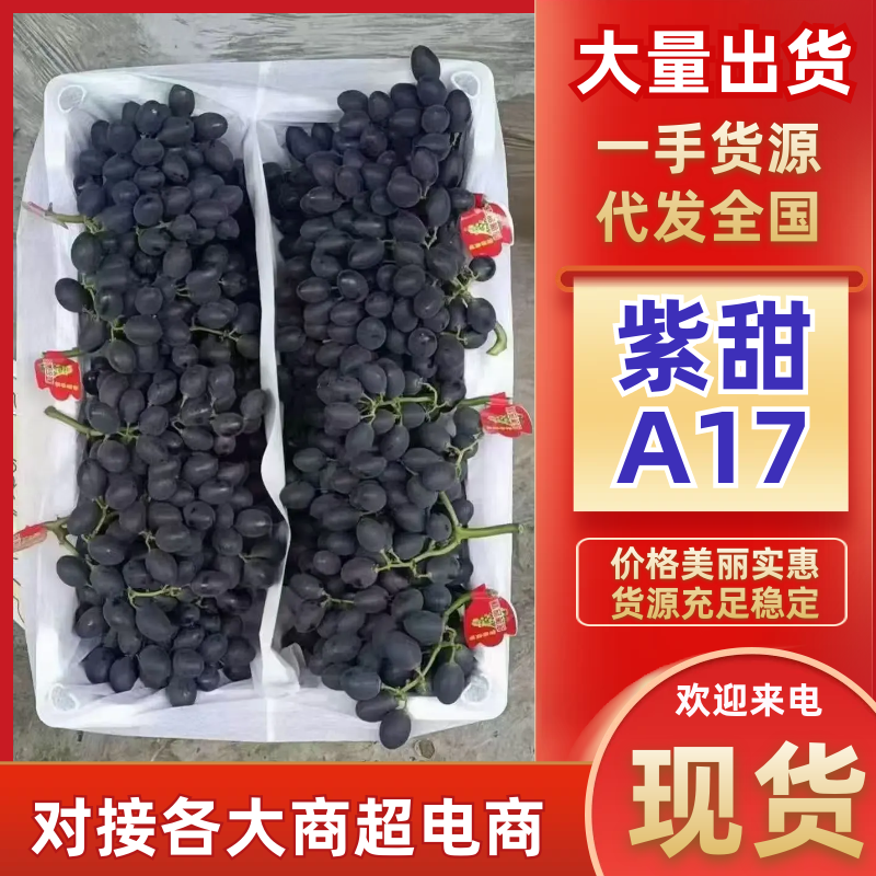 河北省紫甜A17大量上市口感特甜质优价廉服务周到