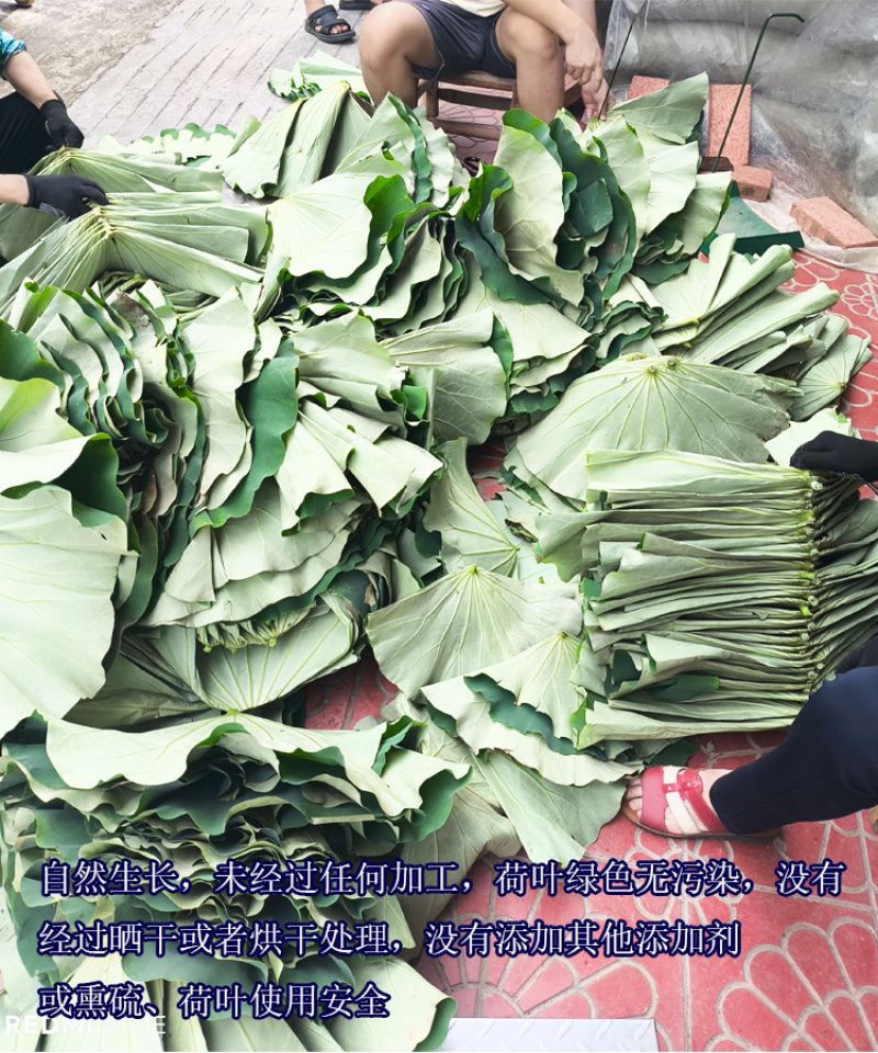 2025年整张新荷叶干荷叶叫化鸡专用荷叶莲叶荷叶茶50斤