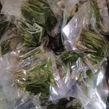 【泡菜】盐渍香椿商用，量大，规格全。