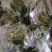 【泡菜】盐渍香椿商用，量大，规格全。