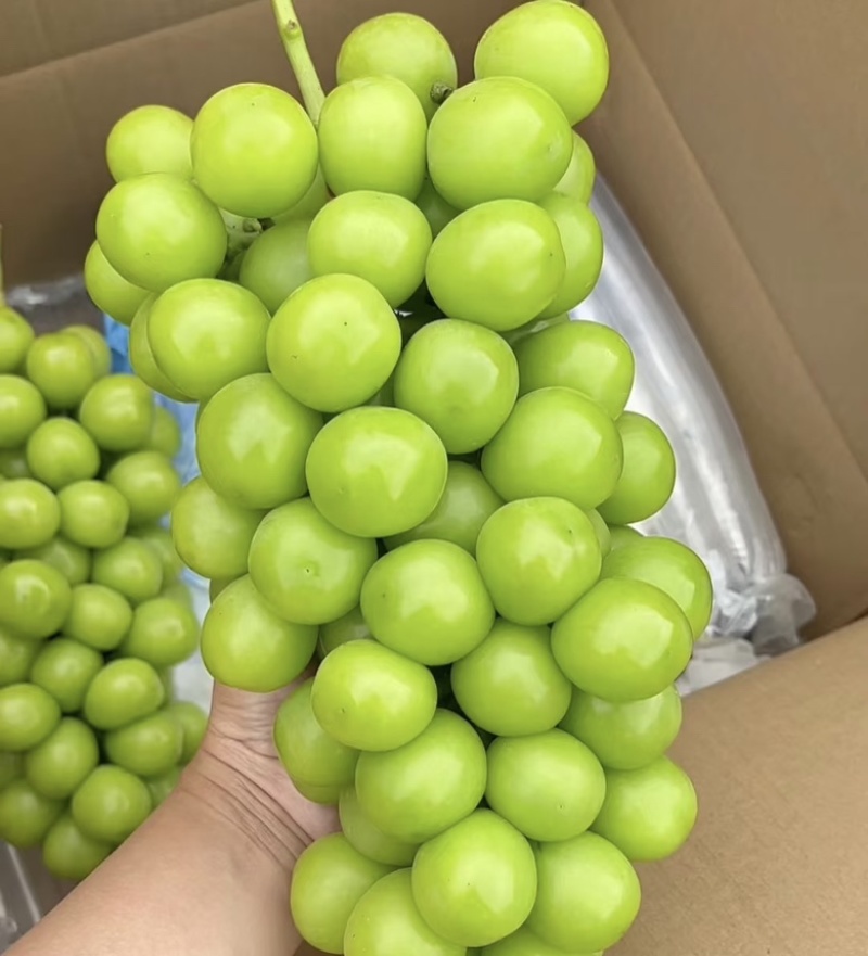 大量有货口感好价格低阳光玫瑰葡萄净果出，框白送