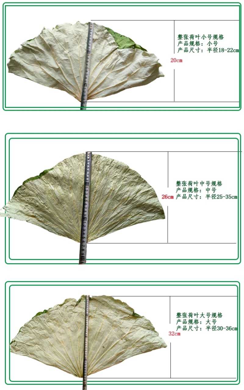 2025年整张新荷叶干荷叶叫化鸡专用荷叶莲叶荷叶茶50斤