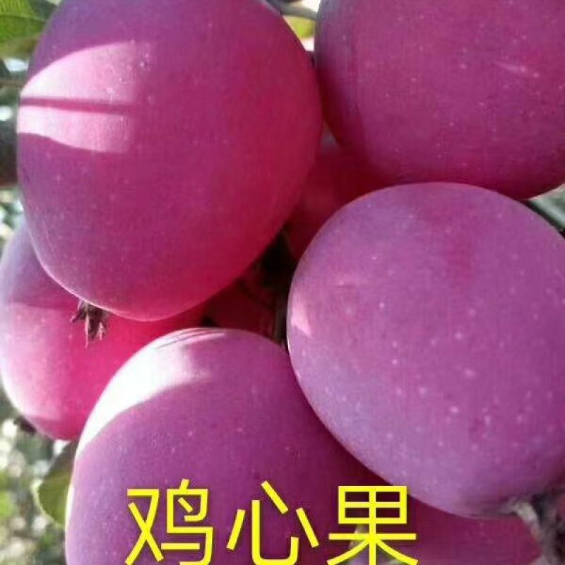 锦绣海棠鸡心果全国代发可视频看货价格美丽