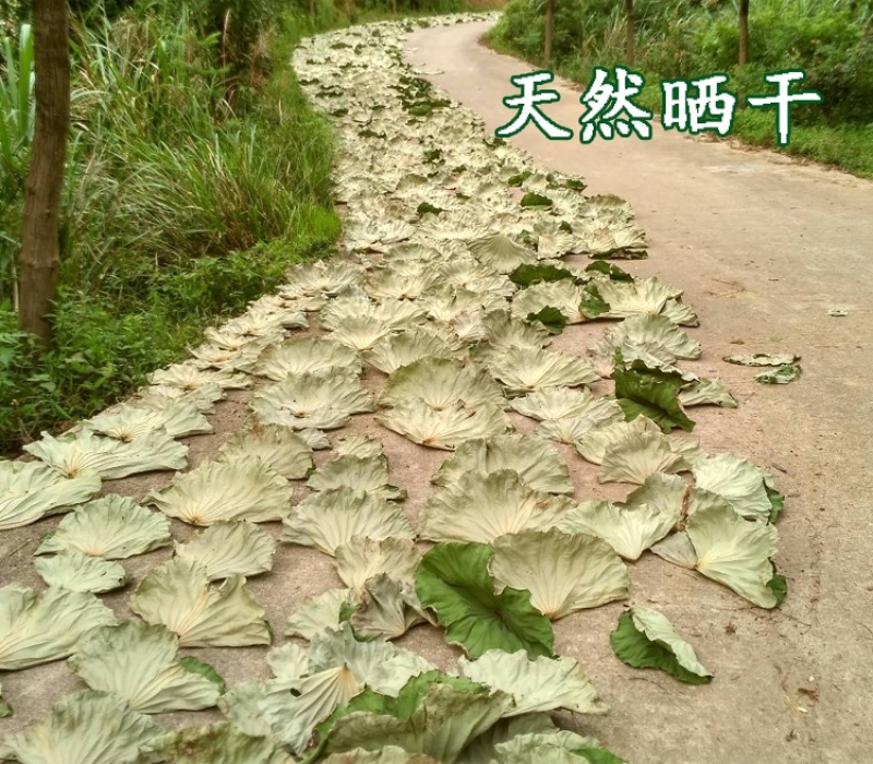 新整张干荷叶莲叶叫花鸡荷叶鸡糯米鸡荷叶粥干荷叶家用包