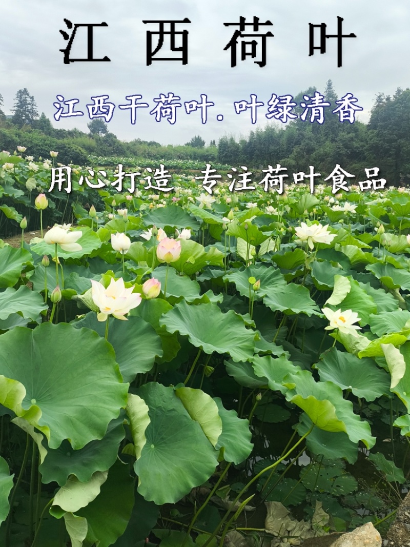 新整张干荷叶莲叶叫花鸡荷叶鸡糯米鸡荷叶粥干荷叶家用包