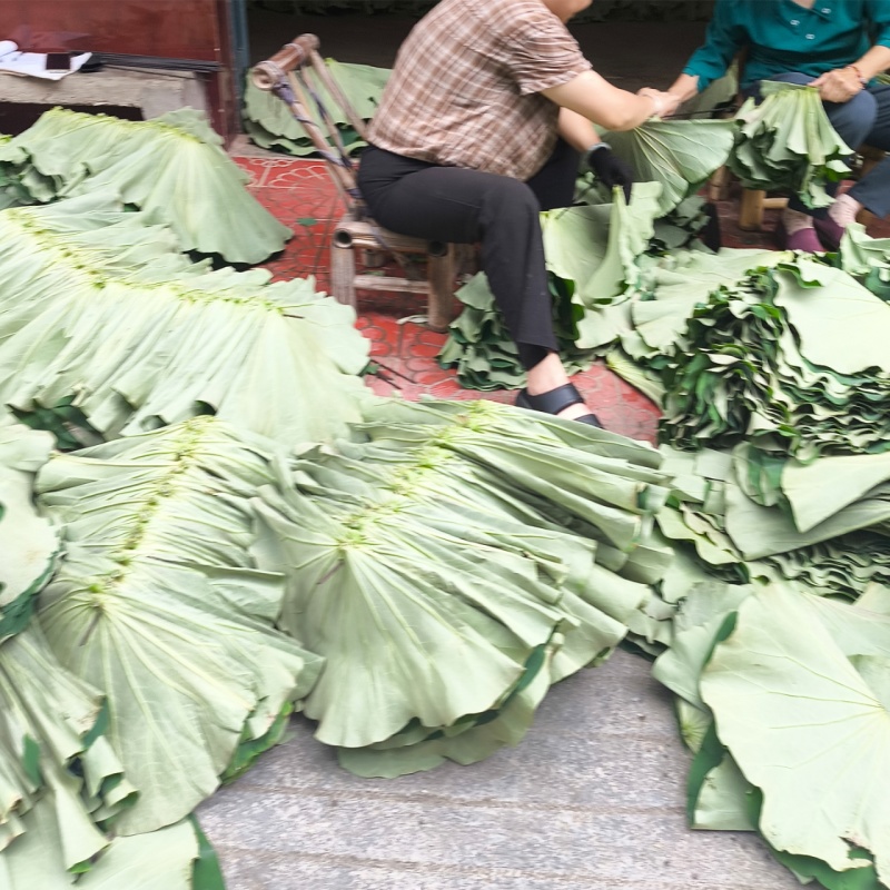 新整张干荷叶莲叶叫花鸡荷叶鸡糯米鸡荷叶粥干荷叶家用包