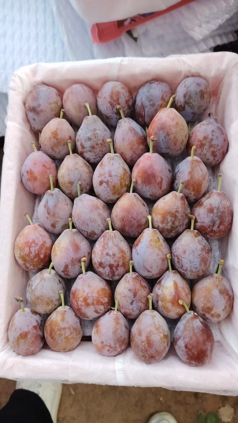 新疆伽师法兰西西梅大量上市，口感好日照时间长糖度高