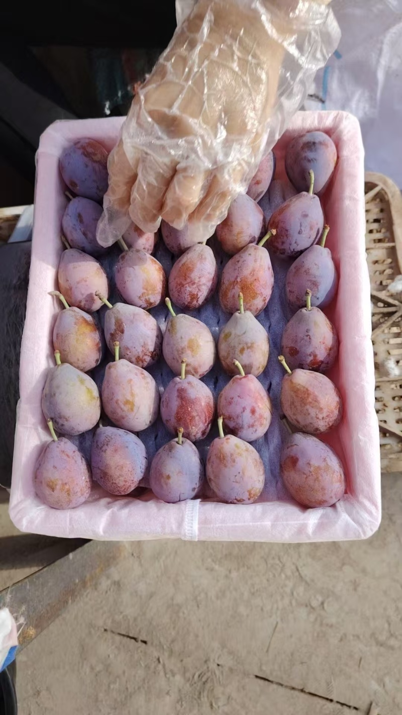新疆伽师法兰西西梅大量上市，口感好日照时间长糖度高