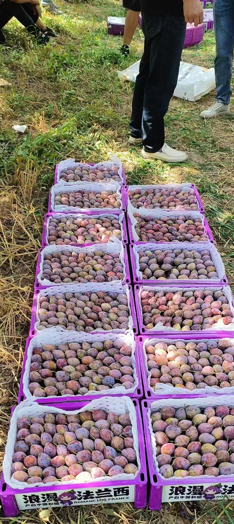 新疆伽师法兰西西梅大量上市，口感好日照时间长糖度高