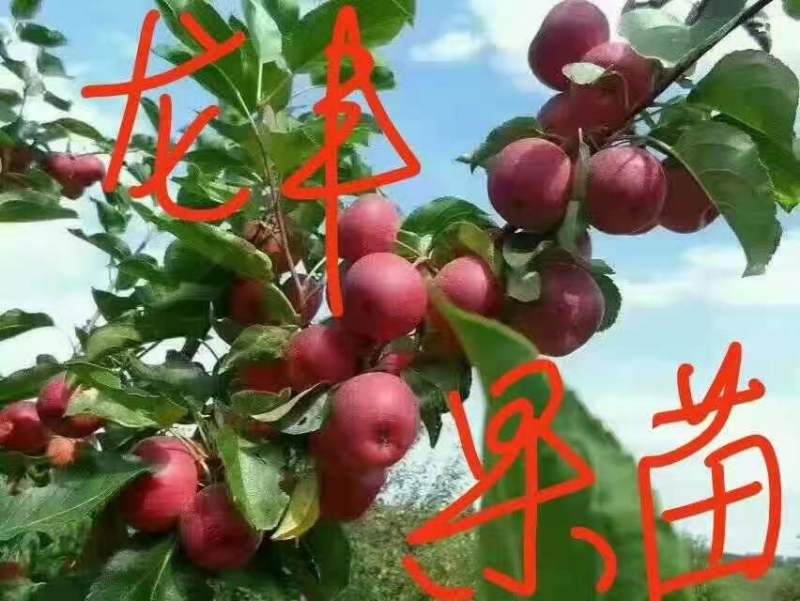 龙丰果对接各大平台产地直发大量上市全国代发