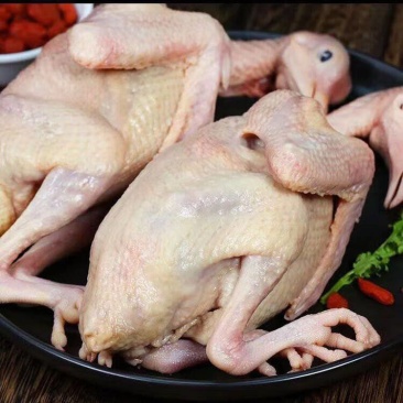 乳鸽白条鸽老鸽子鸽子肉保证质量源头屠宰厂直供