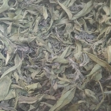 甜叶菊叶子