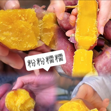 【热卖中】陕西板栗薯现挖现发粉糯香甜一手货源稳定批发电商