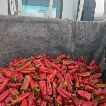 大棚红泡椒