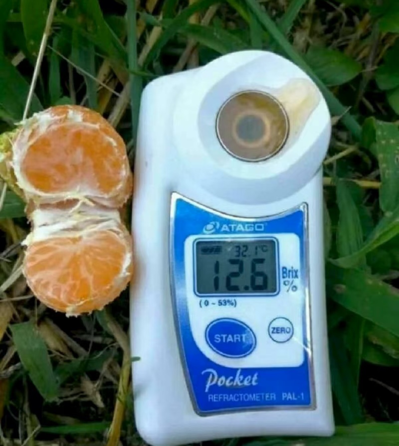 蜜橘，国庆一号早熟蜜橘，高山蜜橘，，无籽细皮，甜蜜多汁